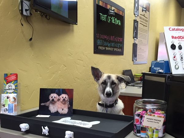 Can I help you?  Doggie treats for all!  Three Dog Bakery on the popular Bentonville Square