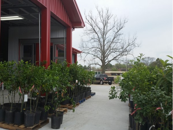 Great citrus and olive trees at Southside Produce on Perkins Road