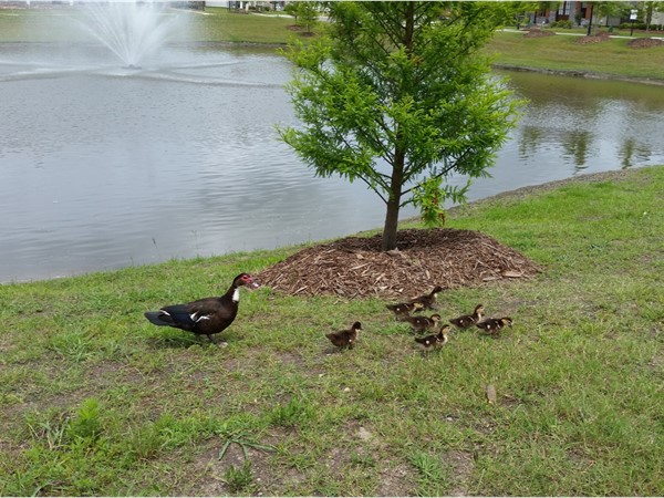 Sweet duck family at the lake in The Preserve at Harveston