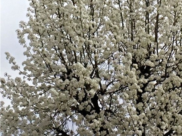 Trees blossom around Jefferson City to welcome spring to our small town