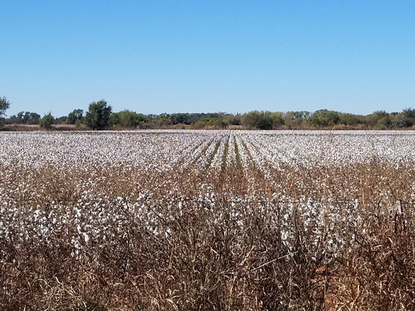 Love the cotton fields in the fall