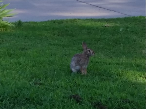 I love summer evenings in Otter Creek. Tennis courts are busy and bunnies are on my lawn