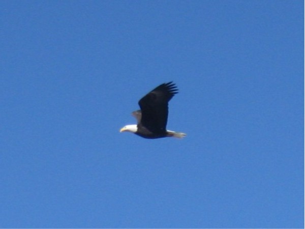 Bald Eagle at Lake Candlewood in Candlewood Subdivision in Omaha, Nebraska 