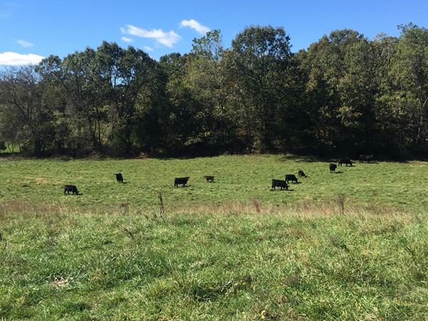 Beautiful grazing cattle