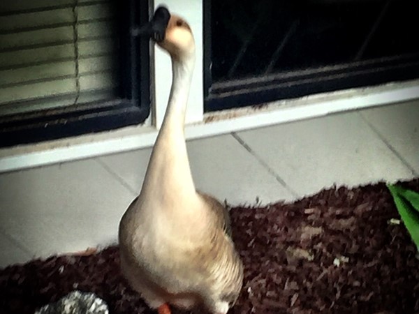This goose was trying to get in to vote in MS Primary Races