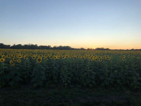 Stunning sunflower field north of Richmond