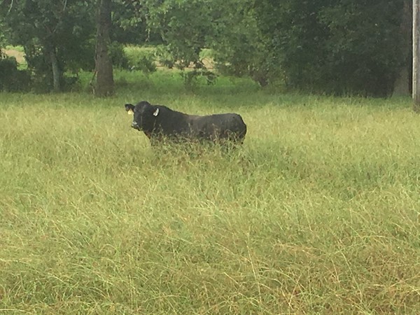 This much grass in August is totally okay with this Black Angus Bull