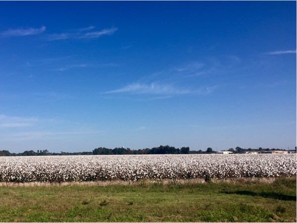 Fall in Lower Alabama. Cotton fields, blue, sunny skies and 80 degree weather
