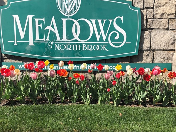 Gorgeous tulips, tulips and more tulips...all colors.  Welcome spring 2019