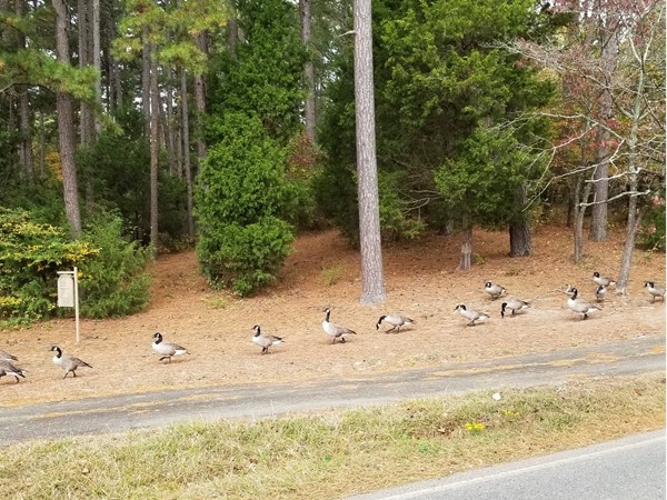 I was driving to the Stonehill subdivision and these guys were all lined up on their way to a pond