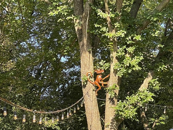 Walking in Dover Pond, I spotted this monkey in the tree