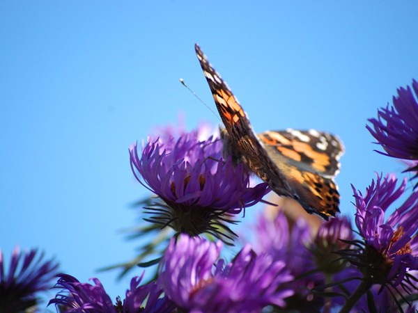Butterfly in Stransky Park, Irvingdale Neighborhood.