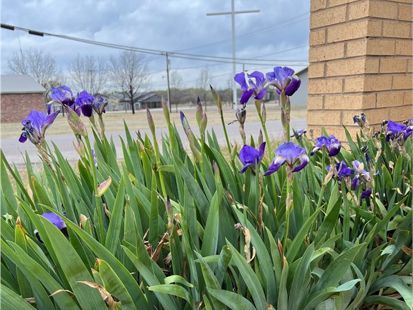 Beautiful Easter irises blooming! 