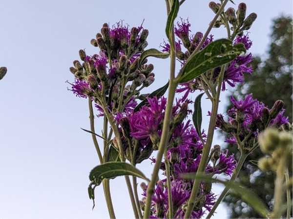 Native Ironweed with its beautiful purple summer blooms