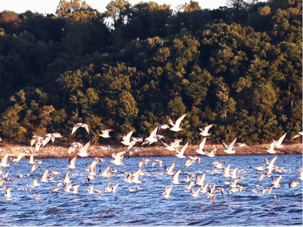 Thousands of Pelicans stopping at Grand Lake