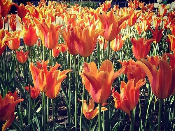 Holland is known for their beautiful tulips