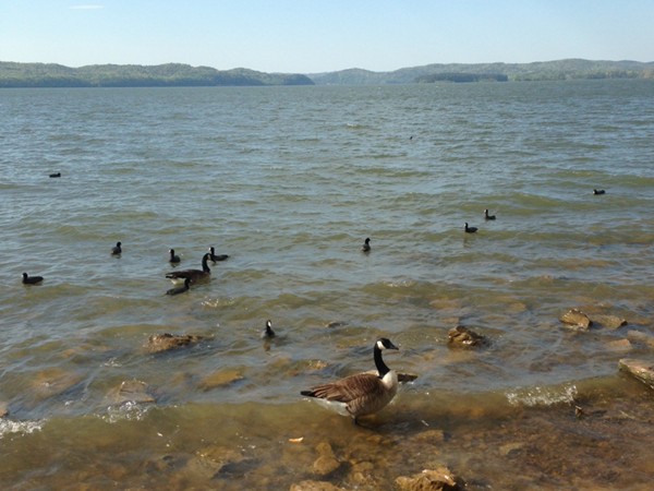 Feeding the ducks at Guntersville Lake
