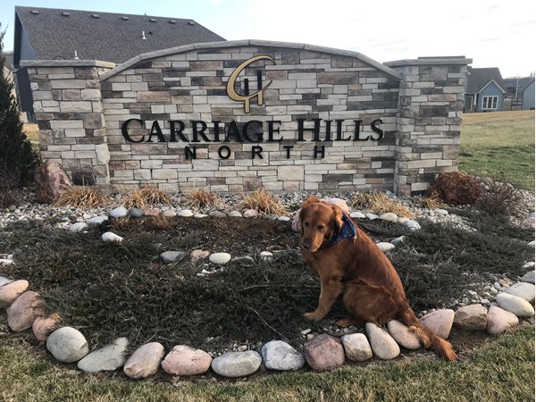 Diego the Golden Retriever visits Carriage Hills North in Gladstone