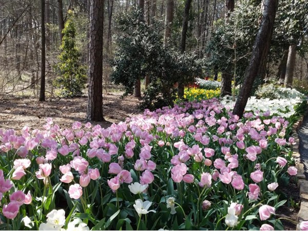 Spring tulips at Garvan Gardens