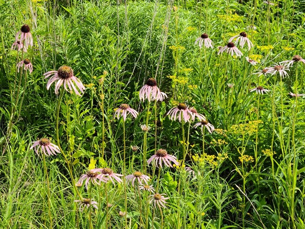 Prairie Lake wildflowers are in full bloom to brighten your walk on the trails