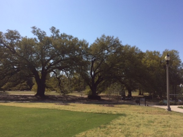 Large oak trees adorn City Park's golf course