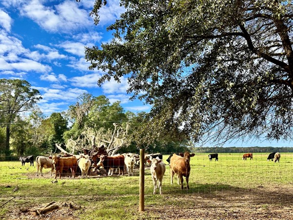 Beautiful scene or nosey neighbors along County Rd 21