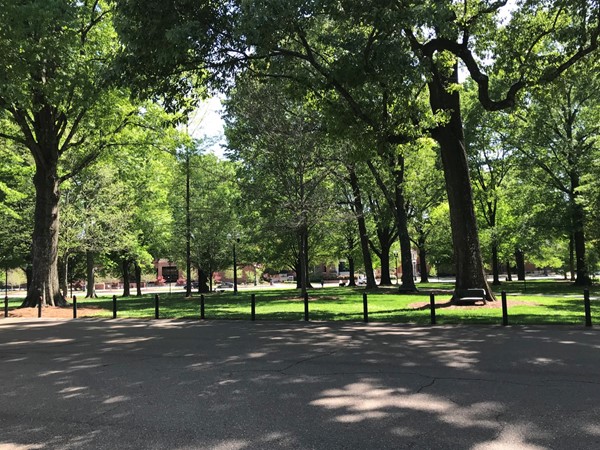 Grove at the University of Mississippi