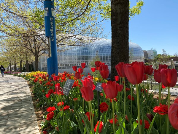 Tulips outline the walkway to Oklahoma City's Crystal Bridge Myriad Botanical Gardens 