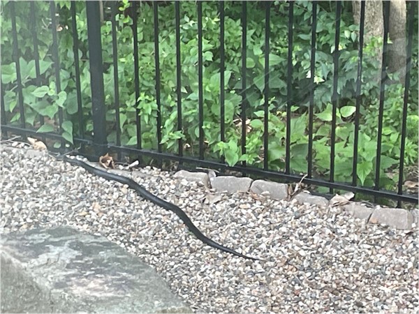 Look at this big, healthy black snake in our rock garden!