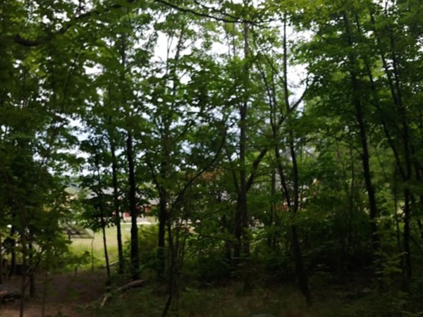 A peekaboo view of Greenspire School from the Grand Traverse Commons trails