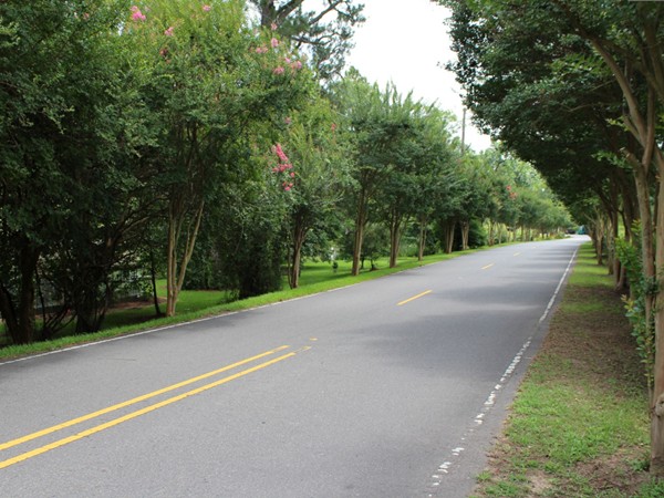 A beautiful view down Country Club Rd. leading to the beautiful homes found in Country Club Place