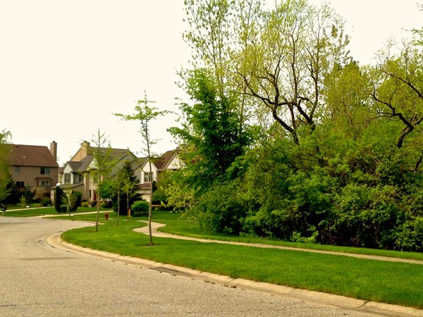 A small wooded greenspace within the neighborhood