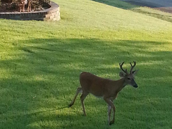 Visitor to the neighborhood this morning