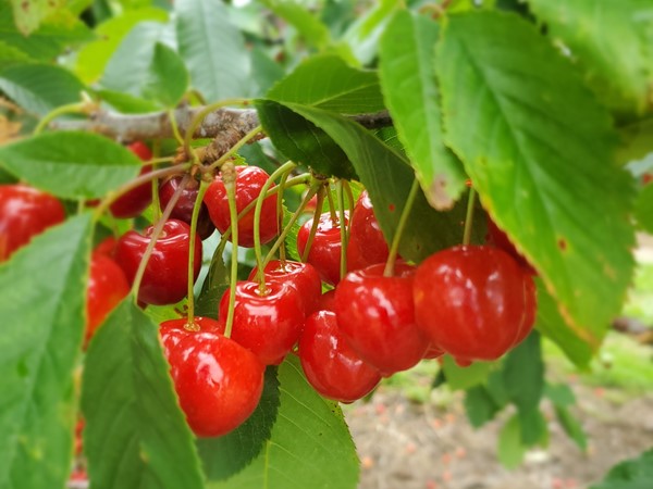 Enjoy picking your own delicious cherries on Old Mission Penninsula