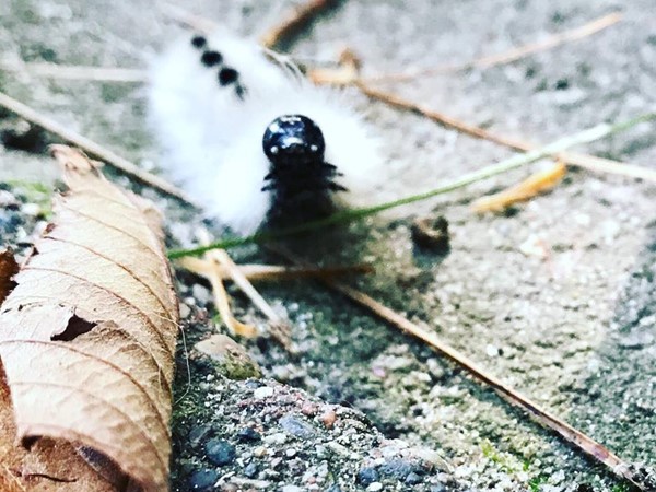 Caterpillar in Goodrich
