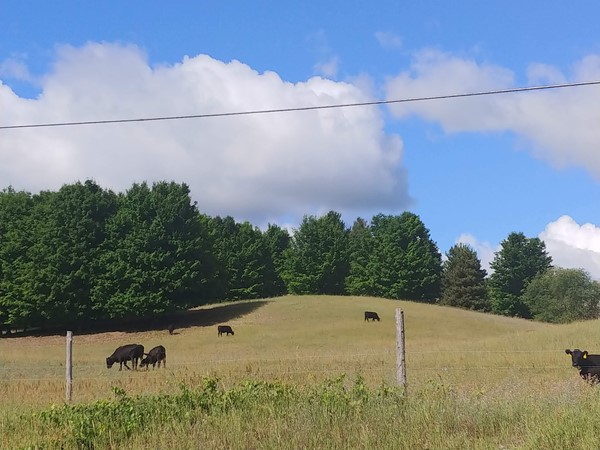 Looking for a bit of countryside...this herd lives on a farm just 10 minutes from downtown TC