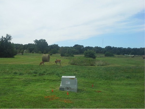 A doe and her fawn happily grazing on a future homesite in McFarland Farm