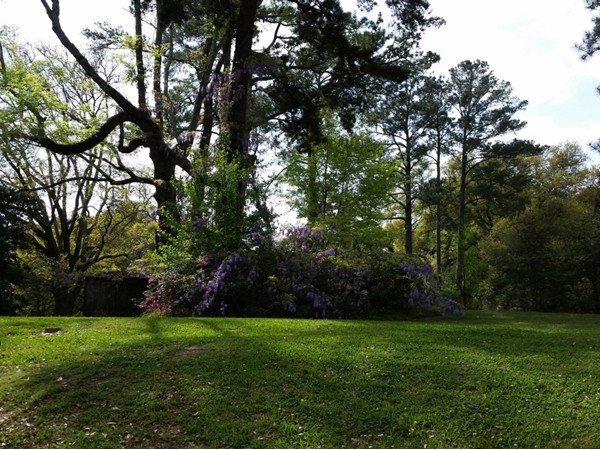 Wisterias in bloom at Live Oak Estates subdivision 