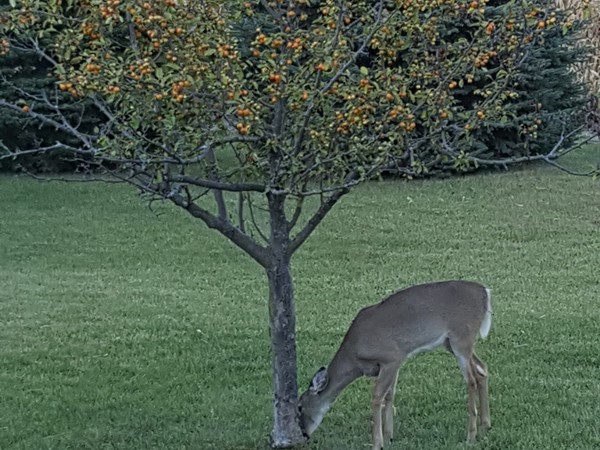 The deer are visiting