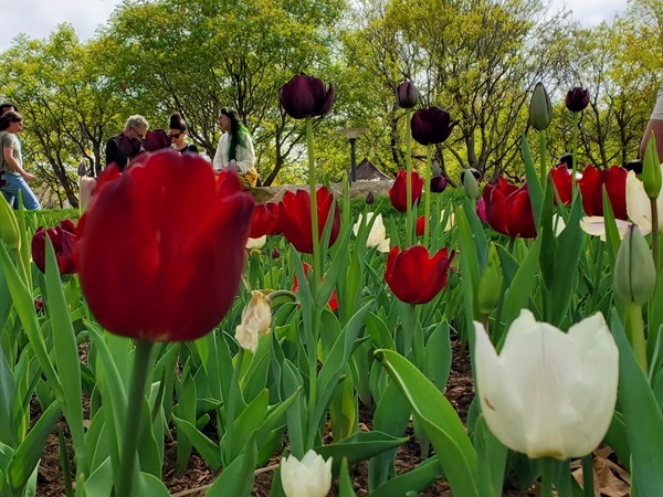 The 2nd Annual Tulip Festival was so beautiful! Be sure and go next year if you missed this one!