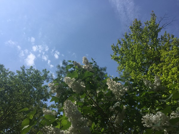 Blue sky, white lilacs in Holiday Hills