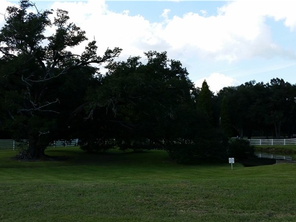 Gorgeous oaks at the entrance to Jefferson Crossing subdivision in Prairieville