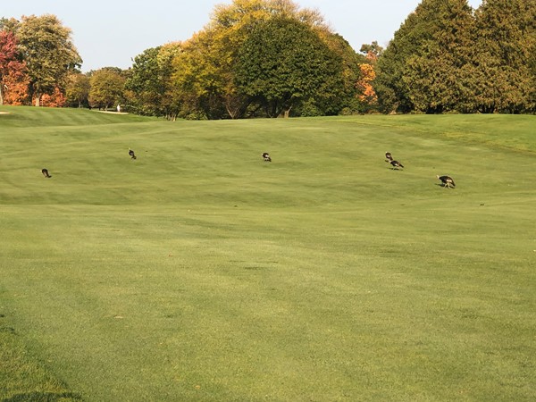 Turkey's strutting on the greens. They don't bother the lucky golfers playing this beautiful course