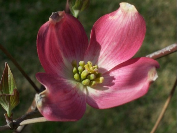 The Missouri State Tree, The Flowering Dogwood