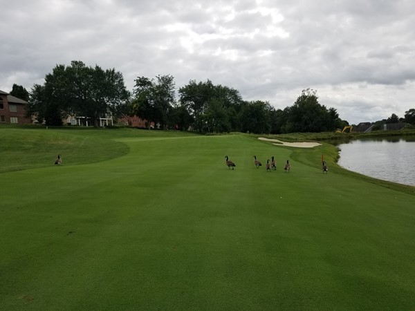 Glen Oaks Golf Course