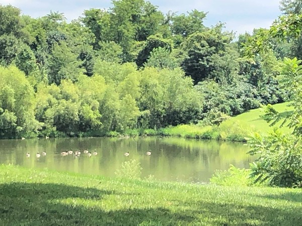Geese on the pond at Stone Creek