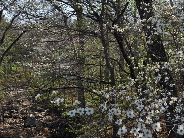Dogwoods in bloom 