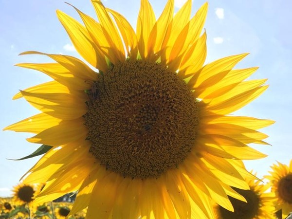 Grinter Farm's Sunflower Field