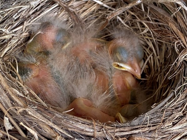 A Robins nest with baby birds in it 