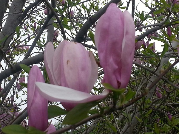 It's spring and the Magnolia trees are in bloom